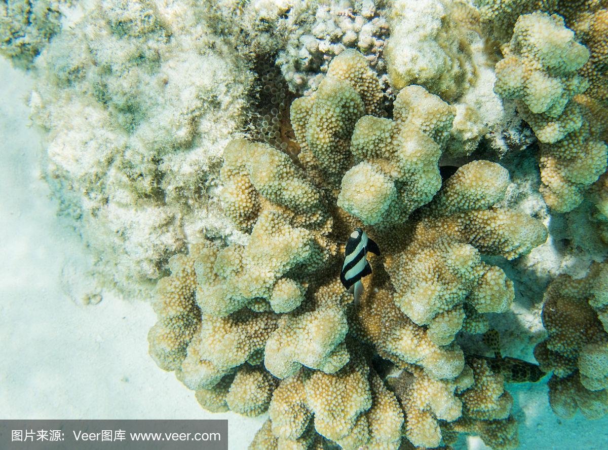 爱游戏在线登录-海南珊瑚表现出色，主场攻陷巢穴的简单介绍