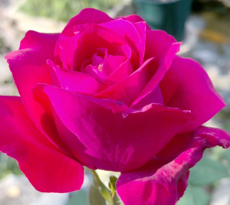 爱游戏官网-玫瑰盛开，芬芳扑鼻人人动容