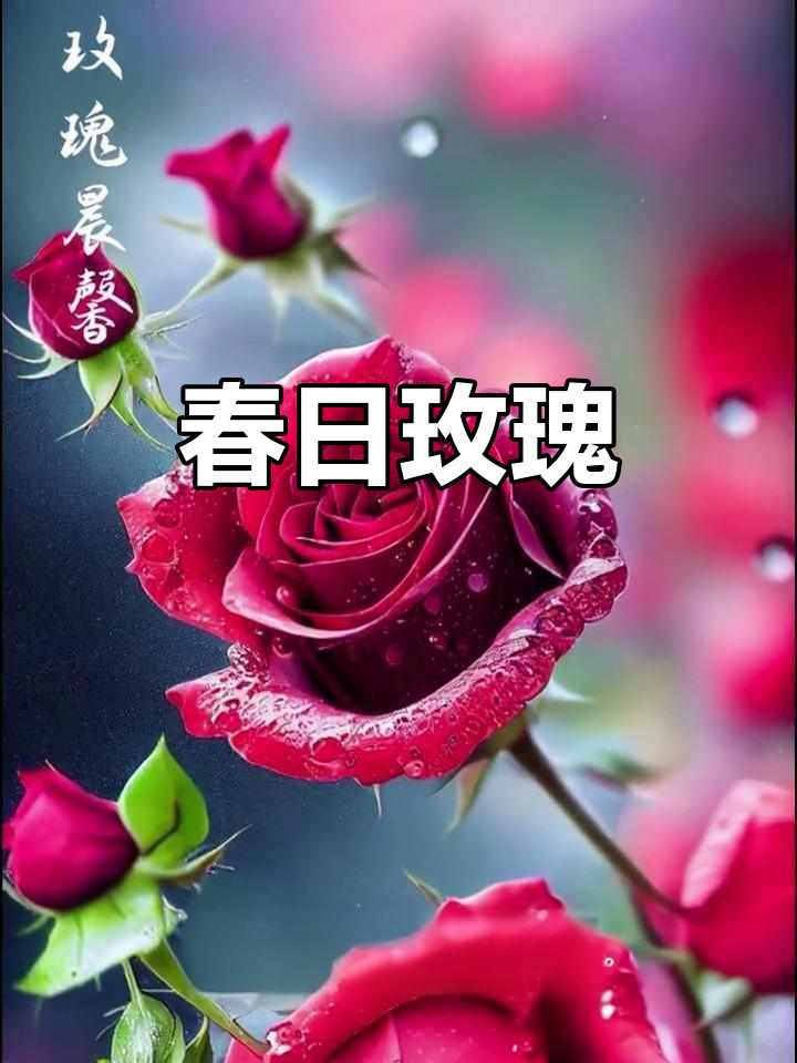 玫瑰盛开，芬芳扑鼻人人动容